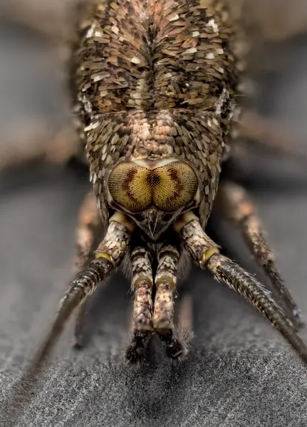 






  
    
  
  
    
  
  


Petrobiinae sp.
<br>
<br>


  2023-04-03
  <br>



  <a href="
  https://www.inaturalist.org/observations/153371303
  " style="color: #0087ff; text-decoration: underline;">iNaturalist observation</a>
  <br>



  ©️2023 Ben Gruver

<br>
License: <a href="https://creativecommons.org/licenses/by-nc/4.0/" style="text-decoration: underline;">CC BY-NC 4.0</a> 






