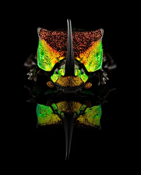 






  
    
  
  
    
  
  


Phanaeus vindex
<br>
<br>


  2024-05-04
  <br>



  <a href="
  https://www.inaturalist.org/observations/213615623
  " style="color: #0087ff; text-decoration: underline;">iNaturalist observation</a>
  <br>



  ©️2024 Ben Gruver

<br>
License: <a href="https://creativecommons.org/licenses/by-nc/4.0/" style="text-decoration: underline;">CC BY-NC 4.0</a> 






