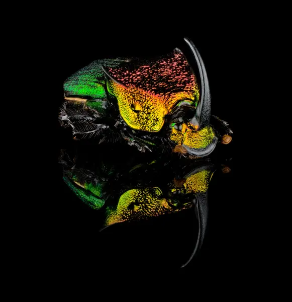 






  
    
  
  
    
  
  


Phanaeus vindex
<br>
<br>


  2024-05-04
  <br>



  <a href="
  https://www.inaturalist.org/observations/213615623
  " style="color: #0087ff; text-decoration: underline;">iNaturalist observation</a>
  <br>



  ©️2024 Ben Gruver

<br>
License: <a href="https://creativecommons.org/licenses/by-nc/4.0/" style="text-decoration: underline;">CC BY-NC 4.0</a> 






