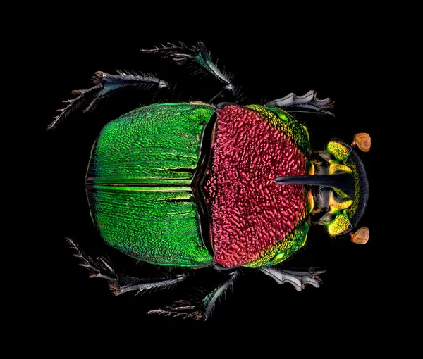 






  
    
  
  
    
  
  


Phanaeus vindex
<br>
<br>


  2024-05-04
  <br>



  <a href="
  https://www.inaturalist.org/observations/213615623
  " style="color: #0087ff; text-decoration: underline;">iNaturalist observation</a>
  <br>



  ©️2024 Ben Gruver

<br>
License: <a href="https://creativecommons.org/licenses/by-nc/4.0/" style="text-decoration: underline;">CC BY-NC 4.0</a> 






