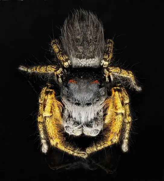 






  
    
  
  
  


Phidippus mystaceus, mature male
<br>
<br>


  2022-10-08
  <br>





  ©️2022 Ben Gruver

<br>
License: <a href="https://creativecommons.org/licenses/by-nc/4.0/" style="text-decoration: underline;">CC BY-NC 4.0</a> 







