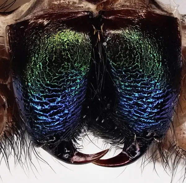 






  
    
  
  
  


Phidippus audax, Chelicerae from a molt from a subadult female.
<br>
<br>


  2022-10-09
  <br>





  ©️2022 Ben Gruver

<br>
License: <a href="https://creativecommons.org/licenses/by-nc/4.0/" style="text-decoration: underline;">CC BY-NC 4.0</a> 






