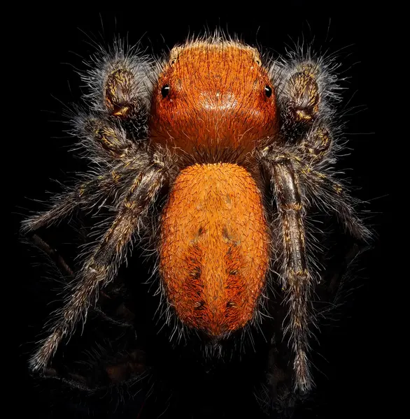 






  
    
  
  
  


Phidippus cardinalis
<br>
<br>


  2022-10-17
  <br>





  ©️2022 Ben Gruver

<br>
License: <a href="https://creativecommons.org/licenses/by-nc/4.0/" style="text-decoration: underline;">CC BY-NC 4.0</a> 






