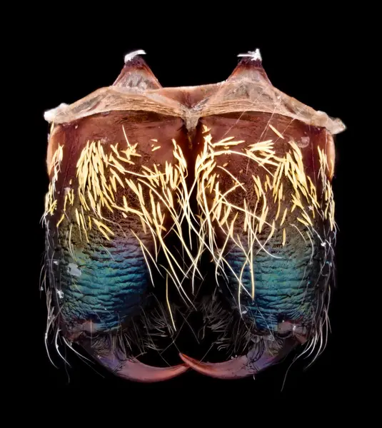 






  
    
  
  
  


Phidippus clarus, female, chelicerae from final molt
<br>
<br>


  2023-09-28
  <br>





  ©️2023 Ben Gruver

<br>
License: <a href="https://creativecommons.org/licenses/by-nc/4.0/" style="text-decoration: underline;">CC BY-NC 4.0</a> 






