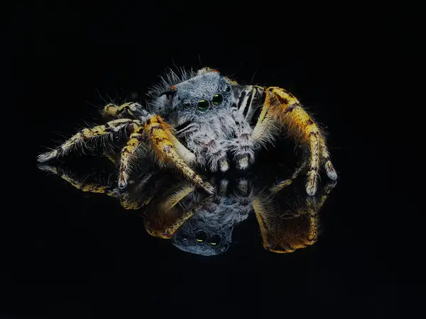 






  
    
  
  
  


Phidippus mystaceus, mature male
<br>
<br>


  2022-09-19
  <br>





  ©️2022 Ben Gruver

<br>
License: <a href="https://creativecommons.org/licenses/by-nc/4.0/" style="text-decoration: underline;">CC BY-NC 4.0</a> 






