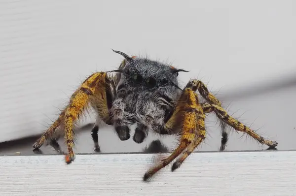 






  
    
  
  
  


Phidippus mystaceus, mature male
<br>
<br>


  2022-09-19
  <br>





  ©️2022 Ben Gruver

<br>
License: <a href="https://creativecommons.org/licenses/by-nc/4.0/" style="text-decoration: underline;">CC BY-NC 4.0</a> 






