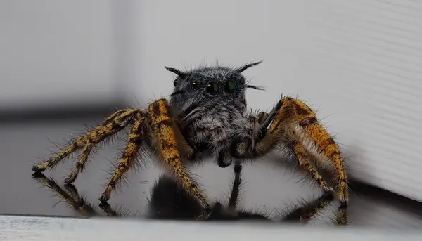 






  
    
  
  
  


Phidippus mystaceus, mature male
<br>
<br>


  2022-09-19
  <br>





  ©️2022 Ben Gruver

<br>
License: <a href="https://creativecommons.org/licenses/by-nc/4.0/" style="text-decoration: underline;">CC BY-NC 4.0</a> 






