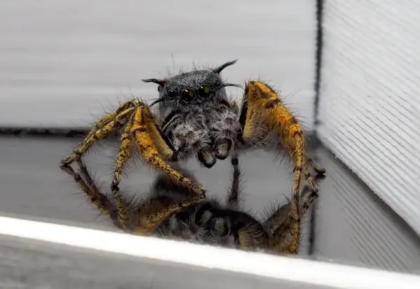 






  
    
  
  
  


Phidippus mystaceus, mature male
<br>
<br>


  2022-09-19
  <br>





  ©️2022 Ben Gruver

<br>
License: <a href="https://creativecommons.org/licenses/by-nc/4.0/" style="text-decoration: underline;">CC BY-NC 4.0</a> 






