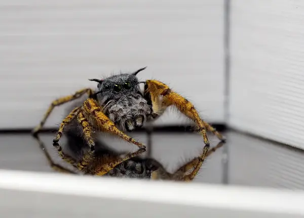 






  
    
  
  
  


Phidippus mystaceus, mature male
<br>
<br>


  2022-09-19
  <br>





  ©️2022 Ben Gruver

<br>
License: <a href="https://creativecommons.org/licenses/by-nc/4.0/" style="text-decoration: underline;">CC BY-NC 4.0</a> 







