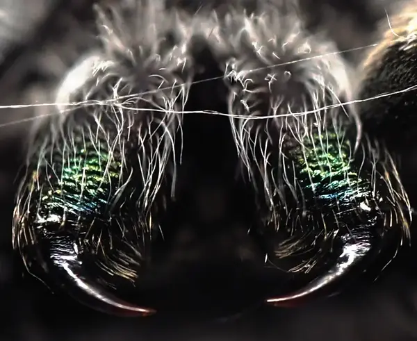 






  
    
  
  
  


Phidippus mystaceus, mature male. Chelicerae being shown during a threat display.
<br>
<br>


  2022-10-08
  <br>





  ©️2022 Ben Gruver

<br>
License: <a href="https://creativecommons.org/licenses/by-nc/4.0/" style="text-decoration: underline;">CC BY-NC 4.0</a> 






