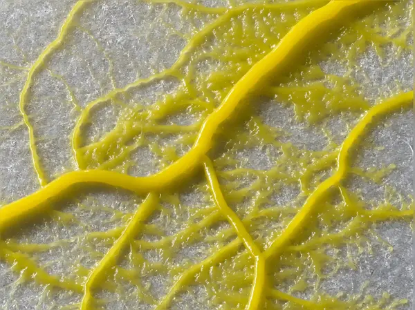 






  
    
  
  
  


Physarum polycephalum
<br>
<br>


  2023-09-16
  <br>





  ©️2023 Ben Gruver

<br>
License: <a href="https://creativecommons.org/licenses/by-nc/4.0/" style="text-decoration: underline;">CC BY-NC 4.0</a> 






