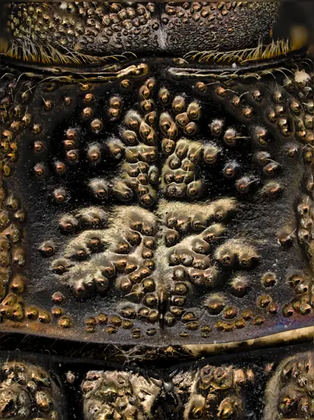 






  
    
  
  
    
  
  


Polycesta elata
<br>
<br>


  2023-05-25
  <br>



  <a href="
  https://www.inaturalist.org/observations/163616975
  " style="color: #0087ff; text-decoration: underline;">iNaturalist observation</a>
  <br>



  ©️2023 Ben Gruver

<br>
License: <a href="https://creativecommons.org/licenses/by-nc/4.0/" style="text-decoration: underline;">CC BY-NC 4.0</a> 






