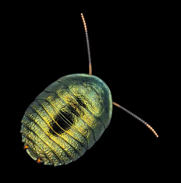 






  
    
  
  
  


Pseudoglomeris magnifica, nymph
<br>
<br>


  2023-10-16
  <br>





  ©️2023 Ben Gruver

<br>
License: <a href="https://creativecommons.org/licenses/by-nc/4.0/" style="text-decoration: underline;">CC BY-NC 4.0</a> 






