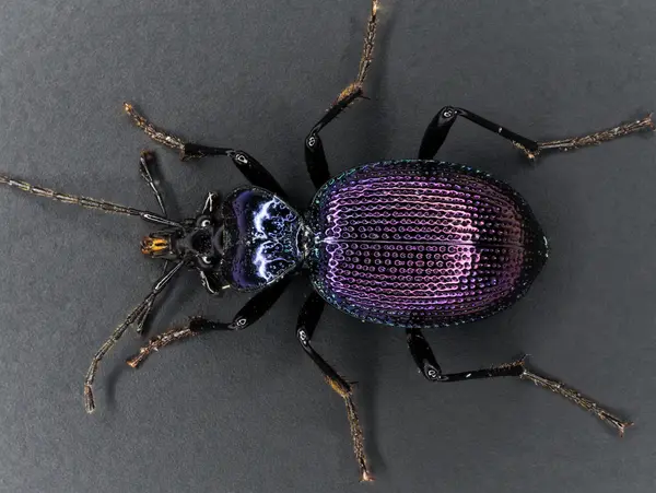 






  
    
  
  
    
  
  


Scaphinotus cavicollis
<br>
<br>


  2022-11-28
  <br>



  <a href="
  https://www.inaturalist.org/observations/143004268
  " style="color: #0087ff; text-decoration: underline;">iNaturalist observation</a>
  <br>



  ©️2022 Ben Gruver

<br>
License: <a href="https://creativecommons.org/licenses/by-nc/4.0/" style="text-decoration: underline;">CC BY-NC 4.0</a> 






