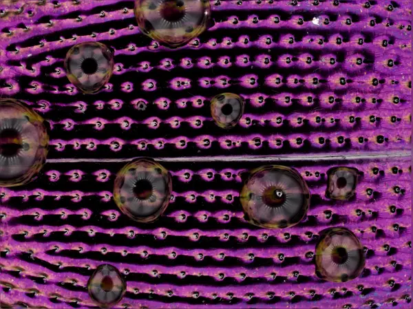 






  
    
  
  
  


Scaphinotus cavicollis
<br>
<br>


  2024-01-15
  <br>





  ©️2024 Ben Gruver

<br>
License: <a href="https://creativecommons.org/licenses/by-nc/4.0/" style="text-decoration: underline;">CC BY-NC 4.0</a> 






