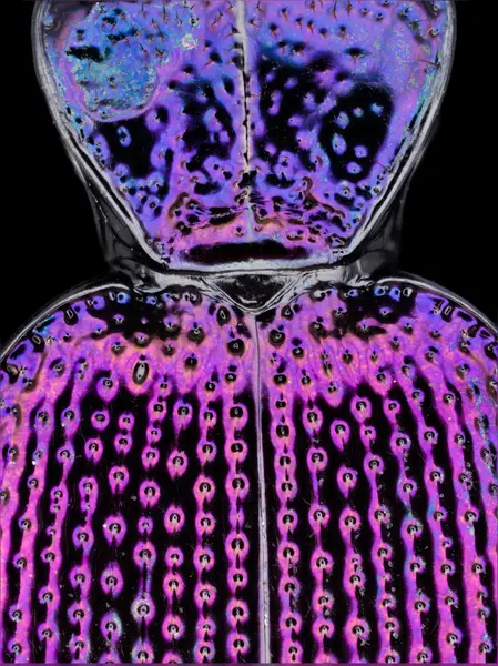 






  
    
  
  
  


Scaphinotus cavicollis
<br>
<br>


  2024-01-15
  <br>





  ©️2024 Ben Gruver

<br>
License: <a href="https://creativecommons.org/licenses/by-nc/4.0/" style="text-decoration: underline;">CC BY-NC 4.0</a> 






