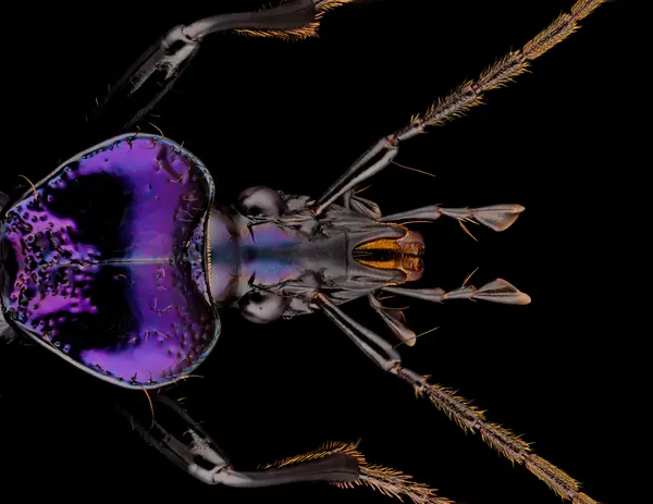 






  
    
  
  
    
  
  


Scaphinotus cavicollis
<br>
<br>


  2024-11-07
  <br>



  <a href="
  https://www.inaturalist.org/observations/250866160
  " style="color: #0087ff; text-decoration: underline;">iNaturalist observation</a>
  <br>



  ©️2024 Ben Gruver

<br>
License: <a href="https://creativecommons.org/licenses/by-nc/4.0/" style="text-decoration: underline;">CC BY-NC 4.0</a> 






