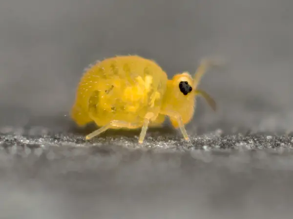 






  
    
  
  
    
  
  


Sminthurinus henshawi
<br>
<br>


  2023-01-18
  <br>



  <a href="
  https://www.inaturalist.org/observations/146857428
  " style="color: #0087ff; text-decoration: underline;">iNaturalist observation</a>
  <br>



  ©️2023 Ben Gruver

<br>
License: <a href="https://creativecommons.org/licenses/by-nc/4.0/" style="text-decoration: underline;">CC BY-NC 4.0</a> 






