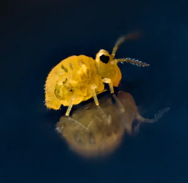 






  
    
  
  
  


Sminthurinus henshawi
<br>
<br>


  2024-03-09
  <br>





  ©️2024 Ben Gruver

<br>
License: <a href="https://creativecommons.org/licenses/by-nc/4.0/" style="text-decoration: underline;">CC BY-NC 4.0</a> 






