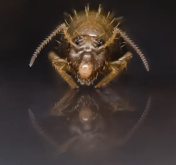 






  
    
  
  
  


Sminthurus packardi, with phoretic mite on face
<br>
<br>


  2023-04-12
  <br>





  ©️2023 Ben Gruver

<br>
License: <a href="https://creativecommons.org/licenses/by-nc/4.0/" style="text-decoration: underline;">CC BY-NC 4.0</a> 






