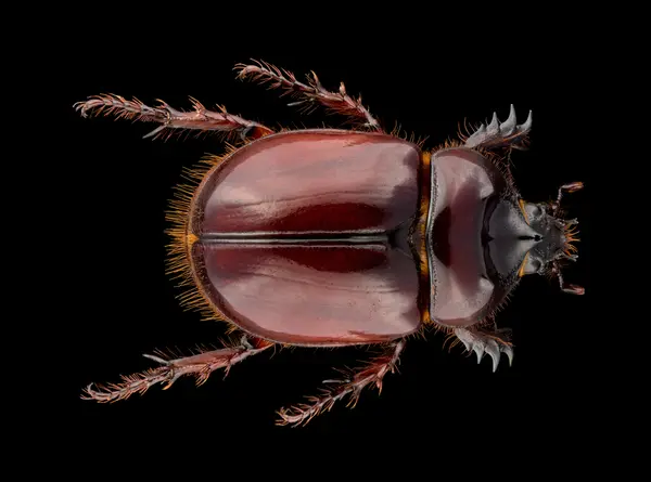 






  
    
  
  
    
  
  


Strategus mormon
<br>
<br>


  2024-06-03
  <br>



  <a href="
  https://www.inaturalist.org/observations/220193709
  " style="color: #0087ff; text-decoration: underline;">iNaturalist observation</a>
  <br>



  ©️2024 Ben Gruver

<br>
License: <a href="https://creativecommons.org/licenses/by-nc/4.0/" style="text-decoration: underline;">CC BY-NC 4.0</a> 






