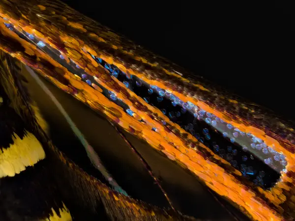 






  
    
  
  
    
  
  


Synanthedon arkansasensis
<br>
<br>


  2023-06-22
  <br>



  <a href="
  https://www.inaturalist.org/observations/168793569
  " style="color: #0087ff; text-decoration: underline;">iNaturalist observation</a>
  <br>



  ©️2023 Ben Gruver

<br>
License: <a href="https://creativecommons.org/licenses/by-nc/4.0/" style="text-decoration: underline;">CC BY-NC 4.0</a> 






