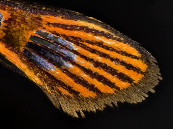 






  
    
  
  
    
  
  


Synanthedon arkansasensis
<br>
<br>


  2023-06-22
  <br>



  <a href="
  https://www.inaturalist.org/observations/168793569
  " style="color: #0087ff; text-decoration: underline;">iNaturalist observation</a>
  <br>



  ©️2023 Ben Gruver

<br>
License: <a href="https://creativecommons.org/licenses/by-nc/4.0/" style="text-decoration: underline;">CC BY-NC 4.0</a> 






