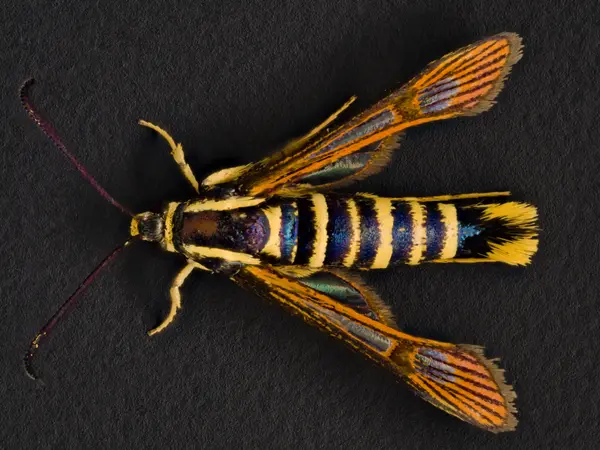 






  
    
  
  
    
  
  


Synanthedon arkansasensis
<br>
<br>


  2023-06-22
  <br>



  <a href="
  https://www.inaturalist.org/observations/168793569
  " style="color: #0087ff; text-decoration: underline;">iNaturalist observation</a>
  <br>



  ©️2023 Ben Gruver

<br>
License: <a href="https://creativecommons.org/licenses/by-nc/4.0/" style="text-decoration: underline;">CC BY-NC 4.0</a> 






