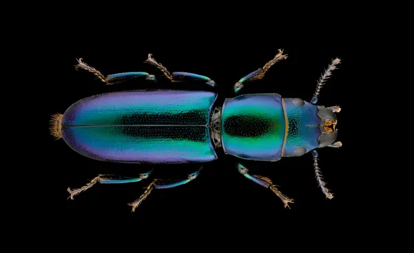 






  
    
  
  
    
  
  


Temnoscheila sp.
<br>
<br>


  2024-08-12
  <br>



  <a href="
  https://www.inaturalist.org/observations/235476588
  " style="color: #0087ff; text-decoration: underline;">iNaturalist observation</a>
  <br>



  ©️2024 Ben Gruver

<br>
License: <a href="https://creativecommons.org/licenses/by-nc/4.0/" style="text-decoration: underline;">CC BY-NC 4.0</a> 






