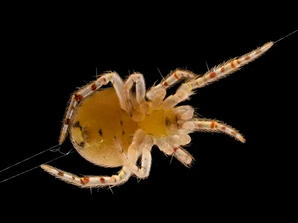






  
    
  
  
    
  
  


Theridion sp.
<br>
<br>


  2024-10-31
  <br>



  <a href="
  https://www.inaturalist.org/observations/249955674
  " style="color: #0087ff; text-decoration: underline;">iNaturalist observation</a>
  <br>



  ©️2024 Ben Gruver

<br>
License: <a href="https://creativecommons.org/licenses/by-nc/4.0/" style="text-decoration: underline;">CC BY-NC 4.0</a> 






