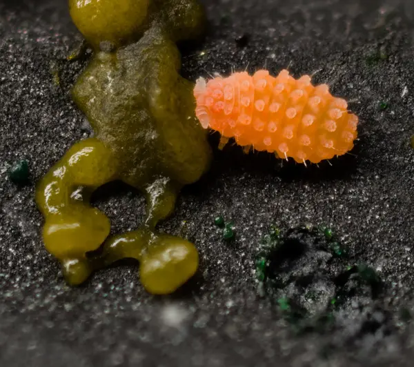 






  
    
  
  
  


Vitronurae giselae feeding on Physarum polycephalum
<br>
<br>


  2023-06-09
  <br>





  ©️2023 Ben Gruver

<br>
License: <a href="https://creativecommons.org/licenses/by-nc/4.0/" style="text-decoration: underline;">CC BY-NC 4.0</a> 






