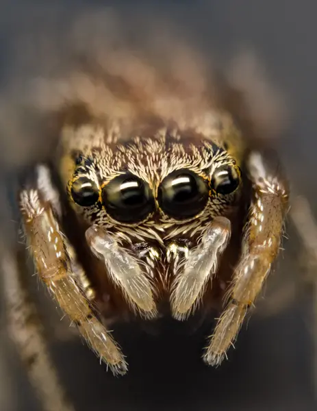 






  
    
  
  
    
  
  


Zygoballus rufipes
<br>
<br>


  2023-04-30
  <br>



  <a href="
  https://www.inaturalist.org/observations/158501344
  " style="color: #0087ff; text-decoration: underline;">iNaturalist observation</a>
  <br>



  ©️2023 Ben Gruver

<br>
License: <a href="https://creativecommons.org/licenses/by-nc/4.0/" style="text-decoration: underline;">CC BY-NC 4.0</a> 






