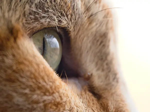 






  
    
  
  
  


A close up of the eye of one of my short term foster cats named Raven
<br>
<br>


  2025-01-26
  <br>





  ©️2025 Ben Gruver

<br>
License: <a href="https://creativecommons.org/licenses/by-nc/4.0/" style="text-decoration: underline;">CC BY-NC 4.0</a> 






