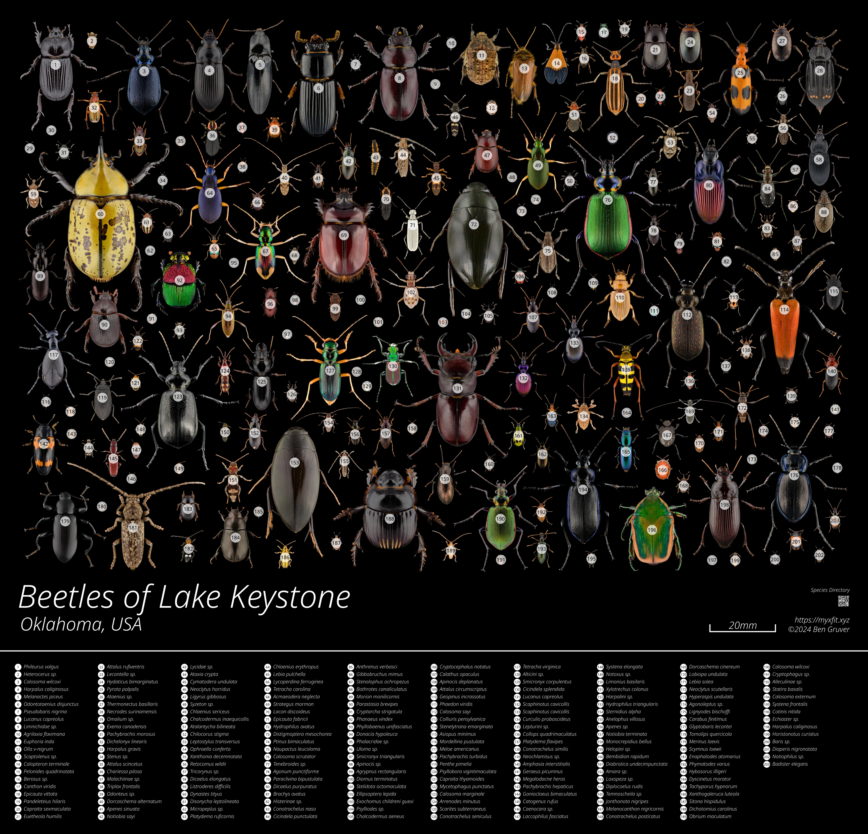 Species Key for Beetles of Lake Keystone poster