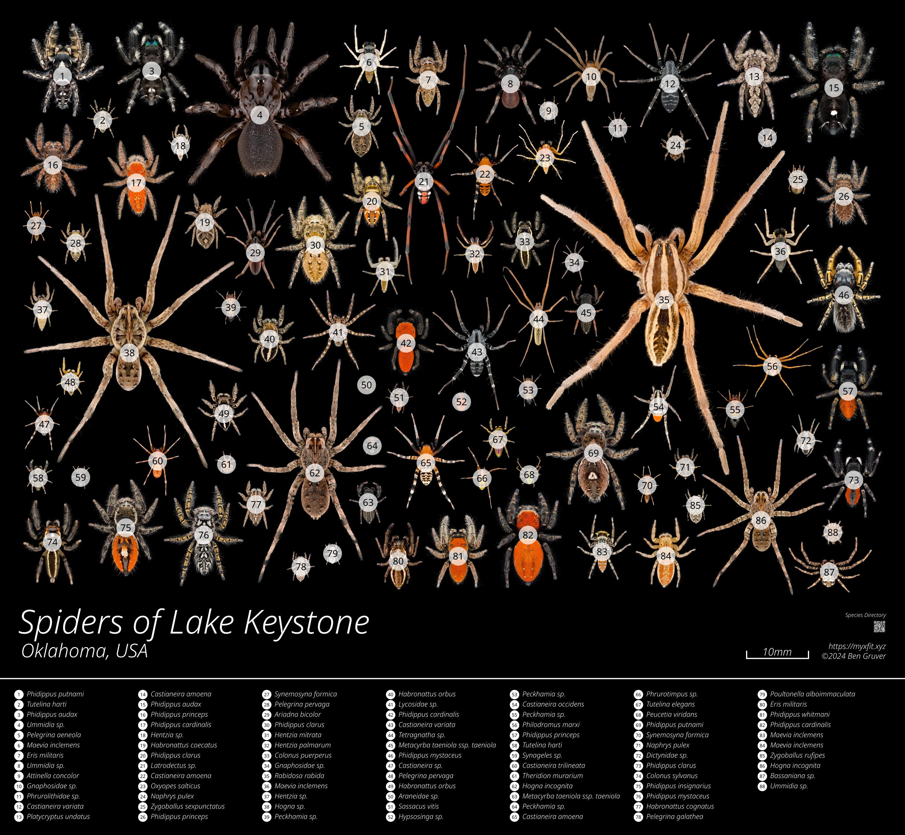 Species Key for Spiders of Lake Keystone poster