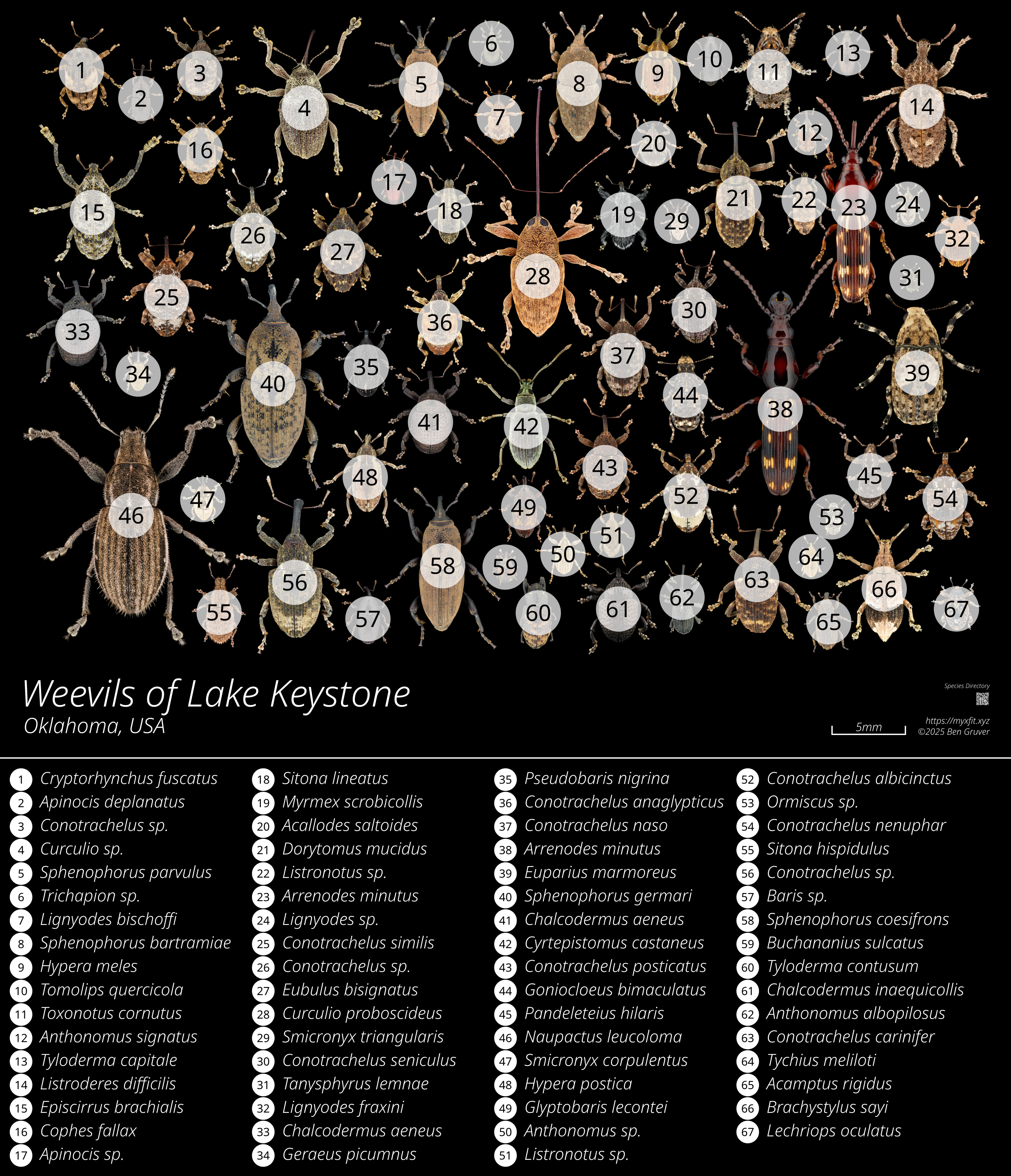 Species Key for Weevils of Lake Keystone poster